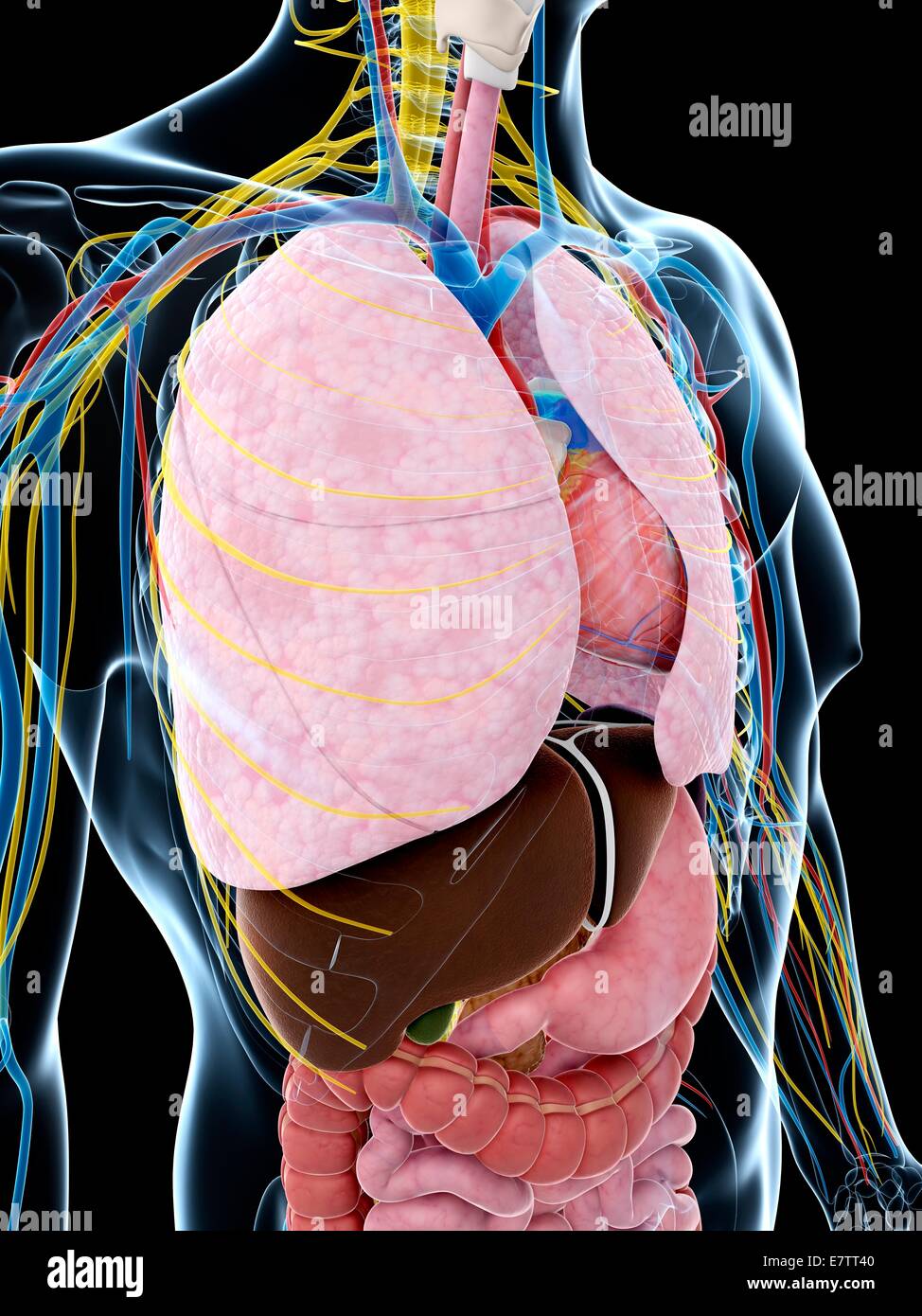 Anatomia umana dei polmoni, computer grafica. Foto Stock