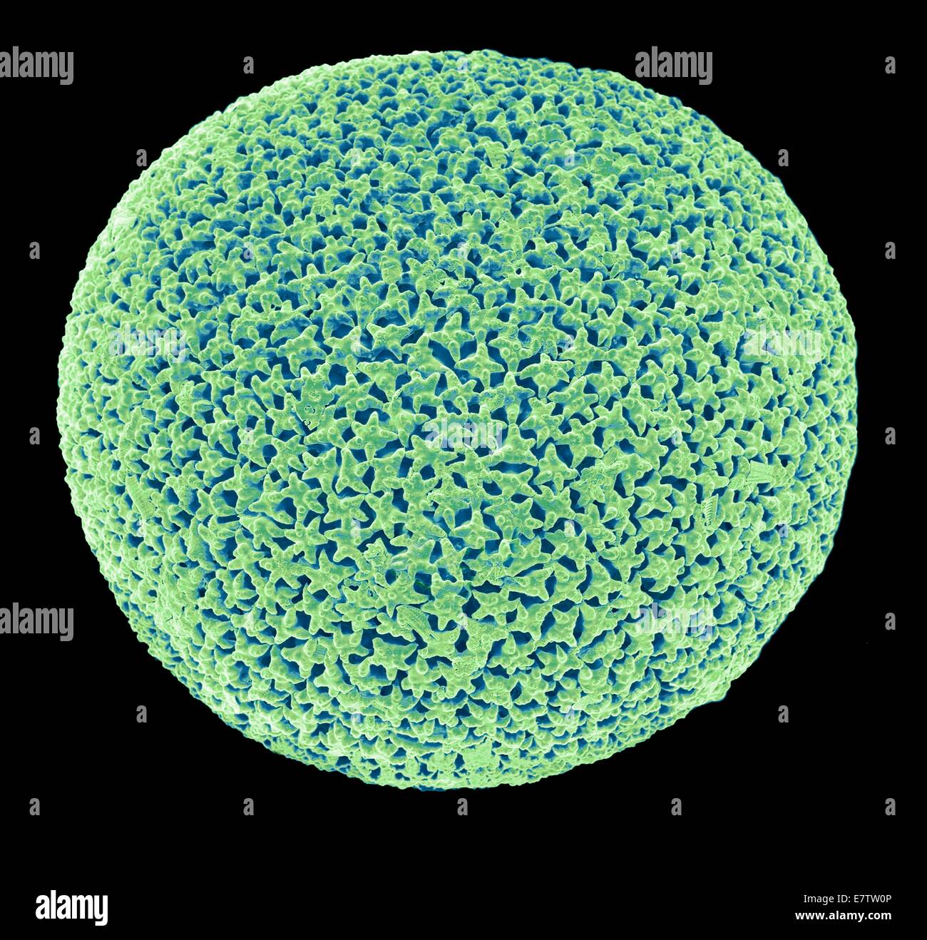 Orbulina. Color scanning electron microfotografia (SEM) del guscio del foraminiferan Orbulina sp. Foraminiferans sono marine unicellulari protisti che costruire e abitare gusci (test), che sono composte da diverse camere. Essi sono uno dei ol Foto Stock