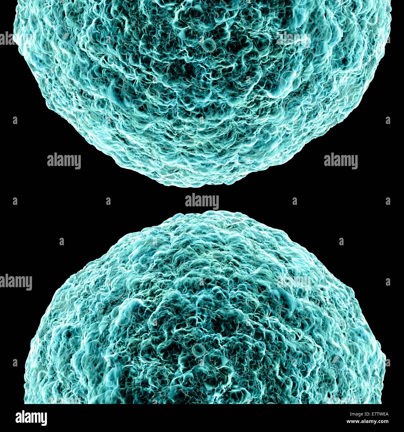 Virus Linfotropo Delle Cellule Umane Immagini E Fotografie Stock Ad 