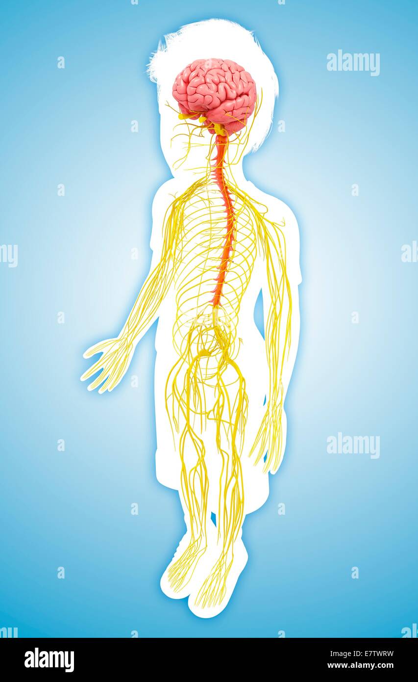 Sistema nervoso umano, computer grafica. Foto Stock