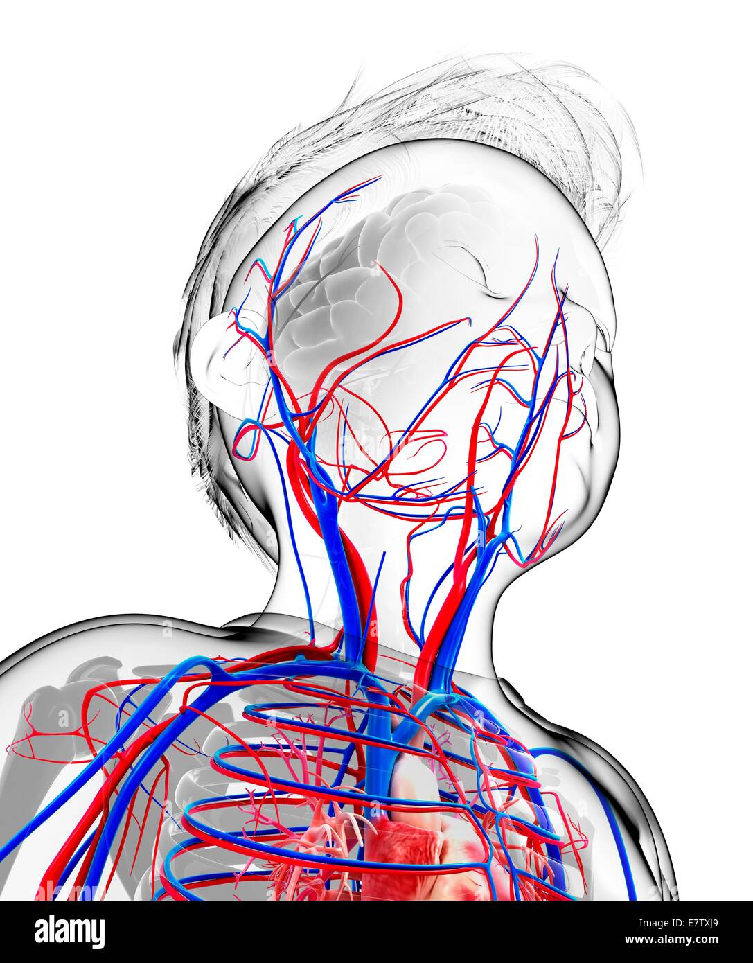 Umano sistema cardiovascolare, computer grafica. Foto Stock
