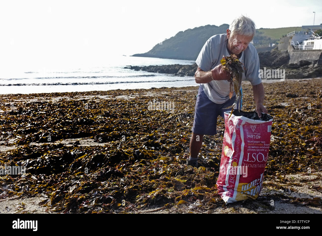 Un uomo la raccolta di alghe marine per uso come concime e ammendanti nel suo giardino Foto Stock