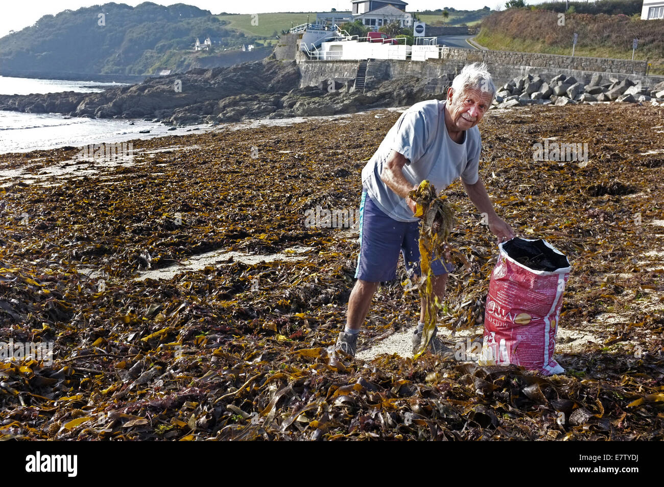Un pensionato giardiniere raccoglie alghe marine per essere utilizzato un concime sul suo riparto. Questa è stata presa su Swanpool Beach vicino a Falmouth, Regno Unito Foto Stock