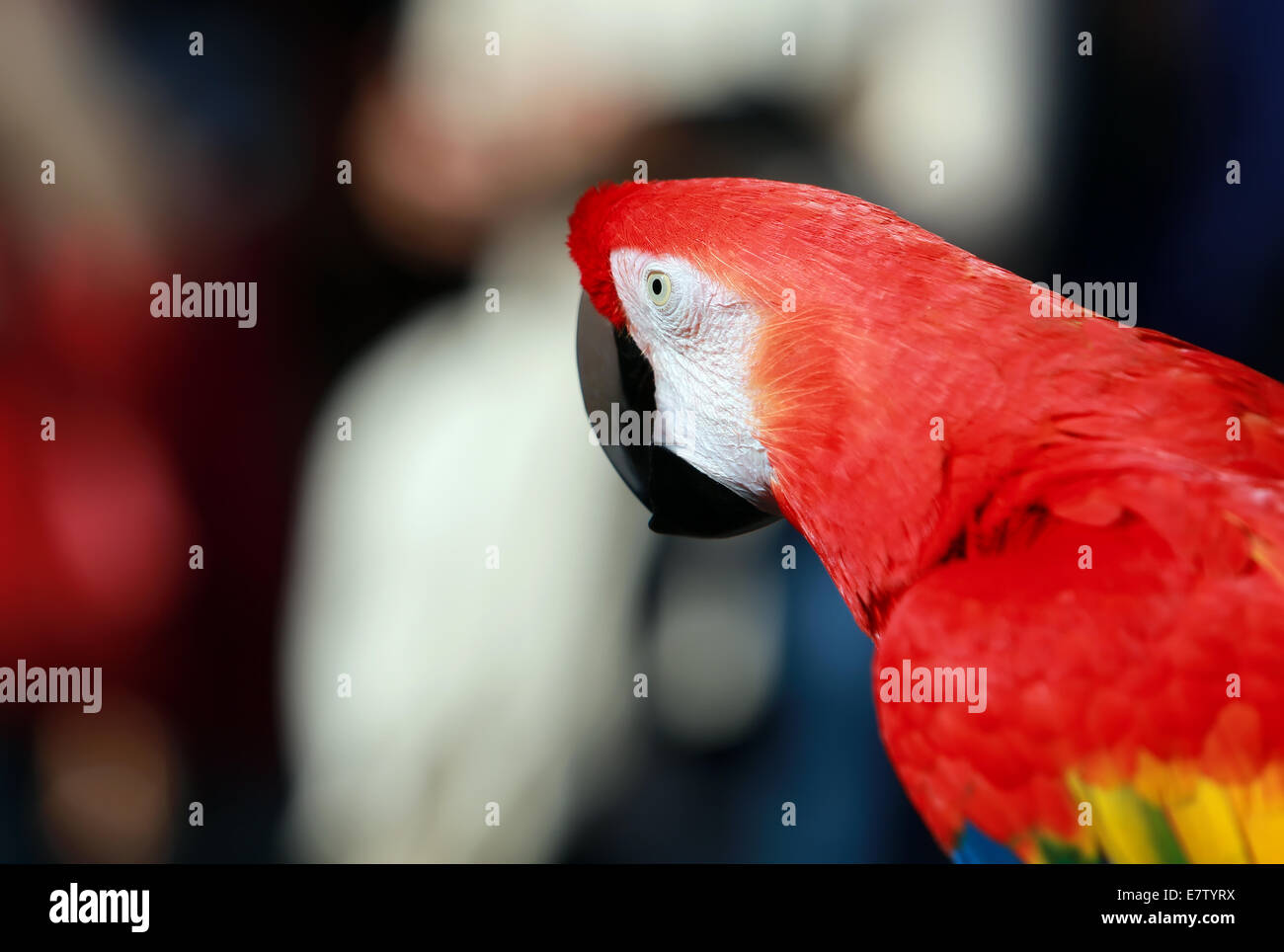 Parrot - Rosso Blu Macaw Foto Stock