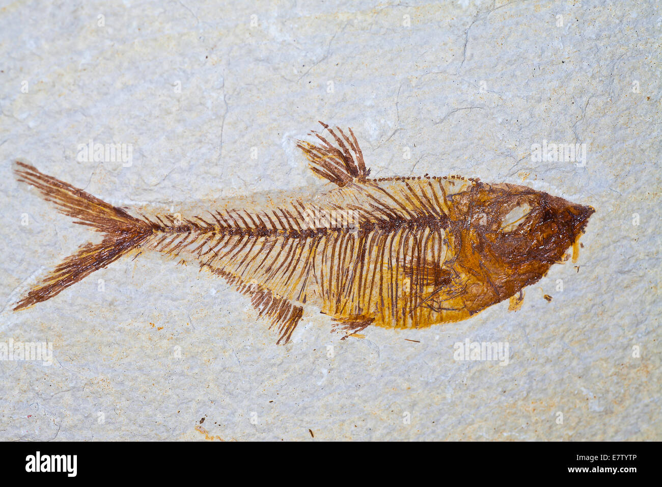 Lo scheletro di fossili di pesci preistorici Foto Stock