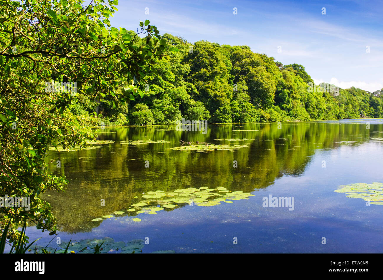 Lilies in the Swan Pond nei motivi di Culzean Castle nello Ayrshire, in Scozia Foto Stock