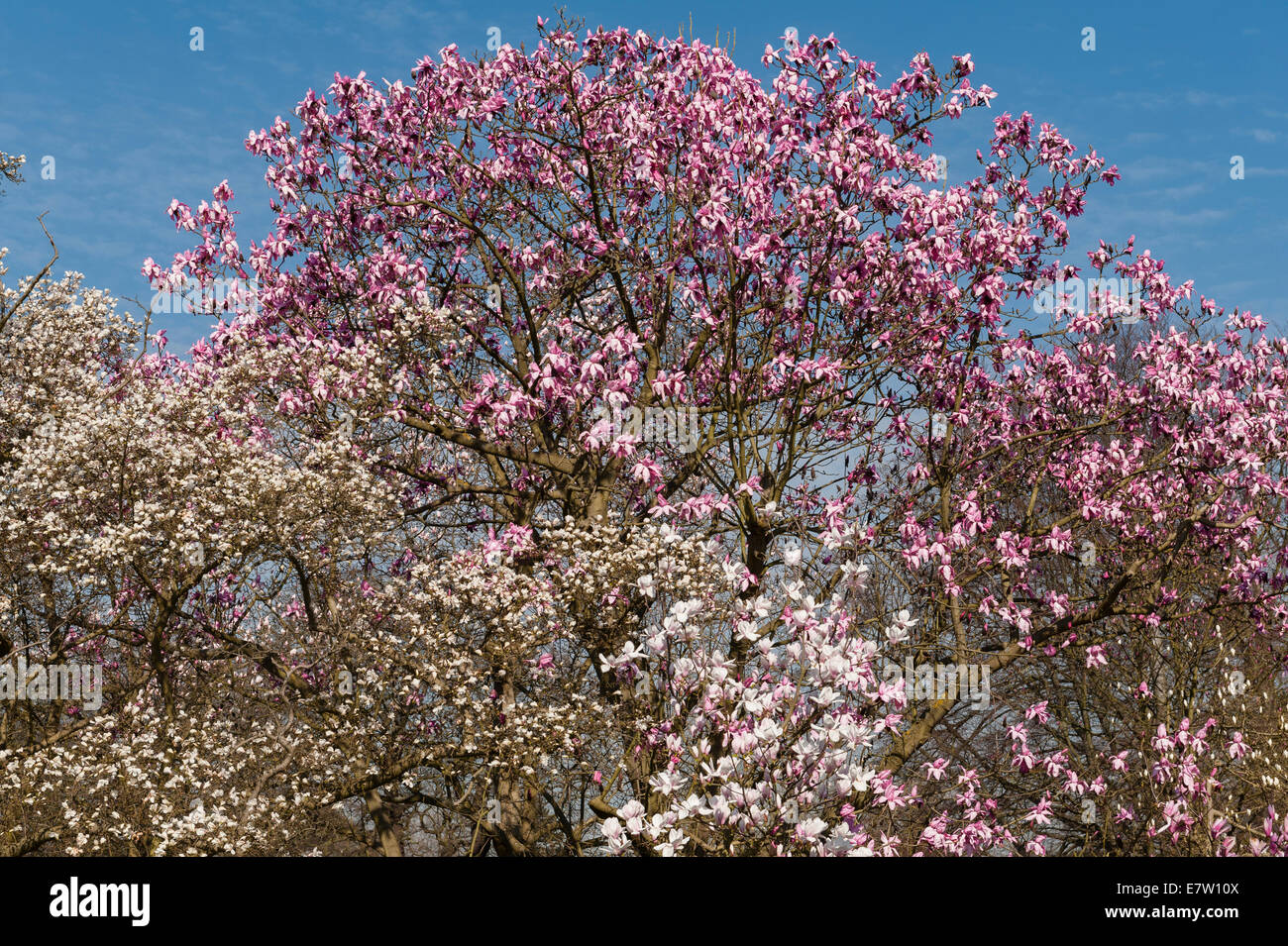 Royal Botanic Gardens, Kew, Londra. Magnolia campbellii subsp. cambellii, Magnolia kewensis (bianco) Foto Stock