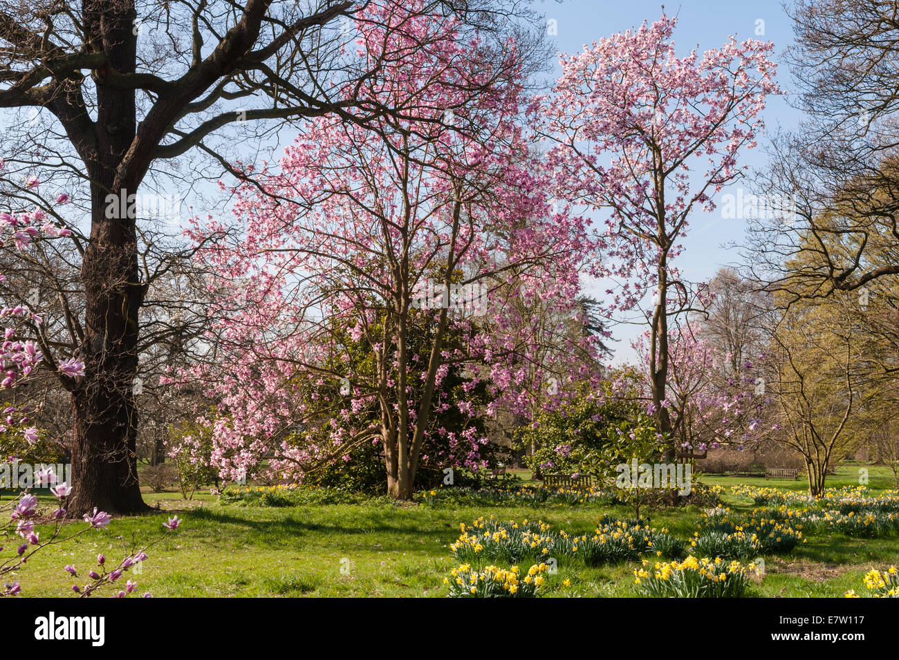 Royal Botanic Gardens, Kew, Londra. La magnolia e narcisi in primavera Foto Stock