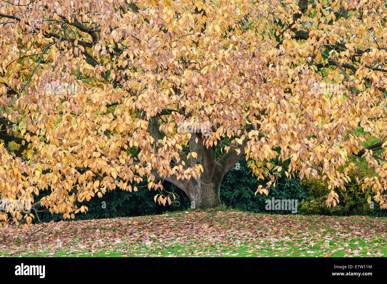 Royal Botanic Gardens, Kew, Londra. Una magnolia acuminata (albero di cetriolo o cucumbertree) colori oro in autunno Foto Stock