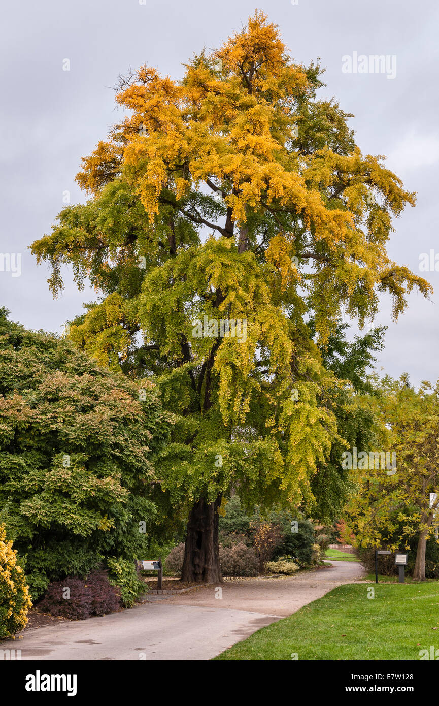 Autunno, Royal Botanic Gardens, Kew, Londra. Un enorme albero di maidenhair (ginkgo biloba) piantato nel 1762 dalla principessa Augusta, madre di re Giorgio III Foto Stock