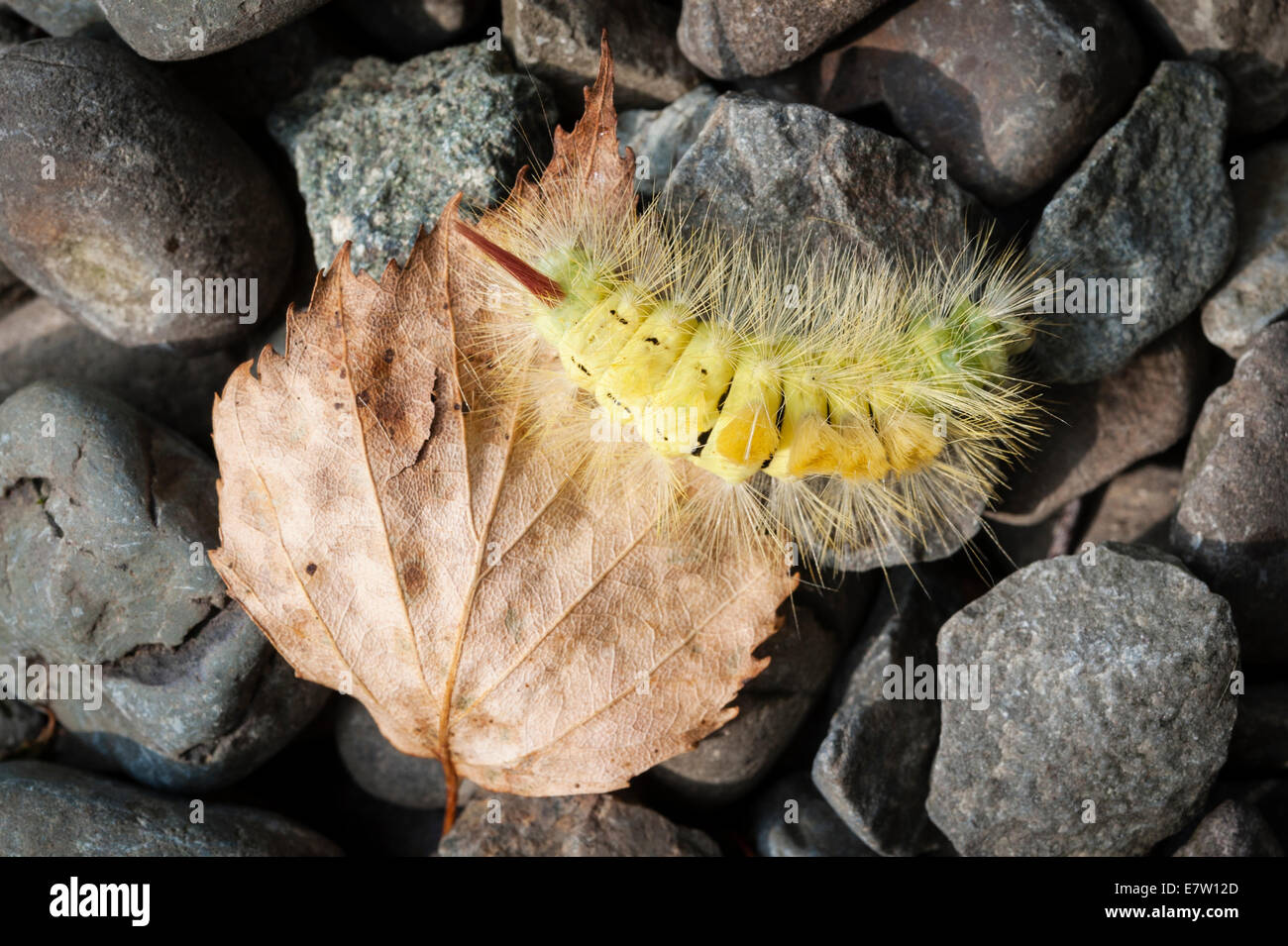 Un caterpillar della falce pale Tussock (calliteara pudibunda), metà Galles, Regno Unito. Il bruco può causare un'eruzione cutanea se viene toccato Foto Stock