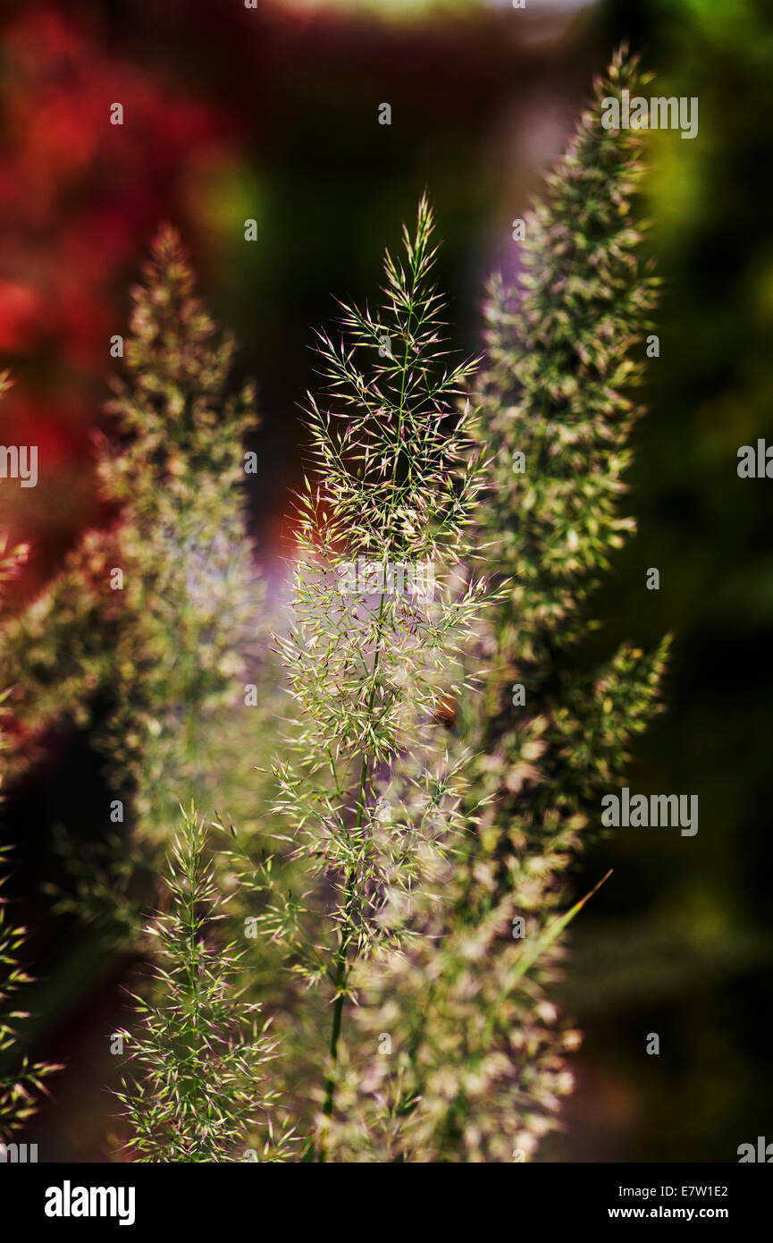 Calamagrostis arundinacea Brachytricha Foto Stock