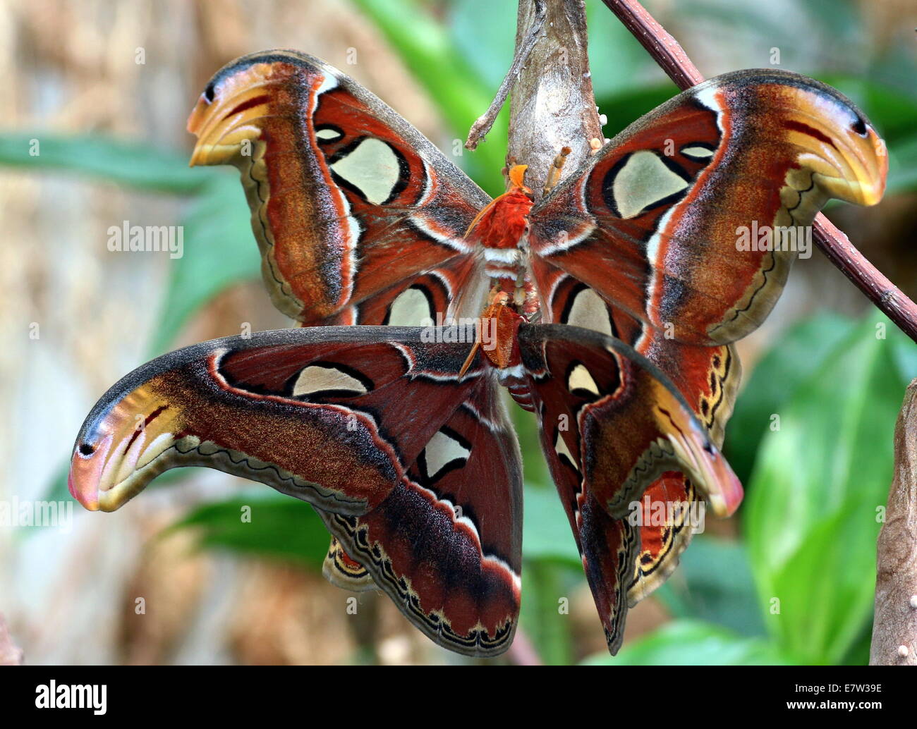 Il Gigante maschio e femmina Atlas falene (Attacus atlas) durante il corteggiamento e accoppiamento Foto Stock