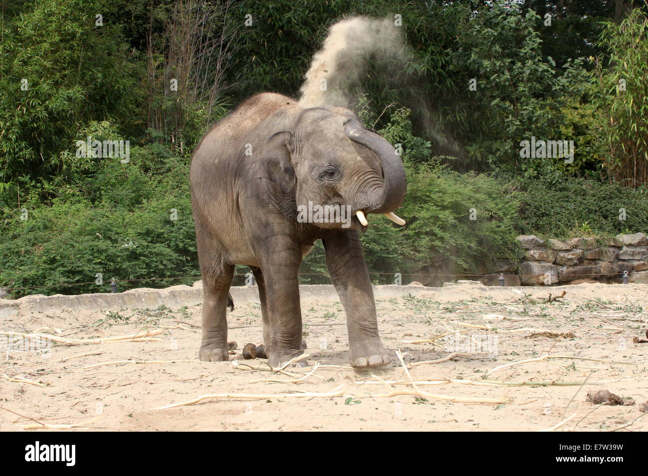Toro giovane elefante Asiatico (Elephas maximus) sabbia-bagno, spruzzando sabbia sopra il suo corpo con il suo tronco Foto Stock