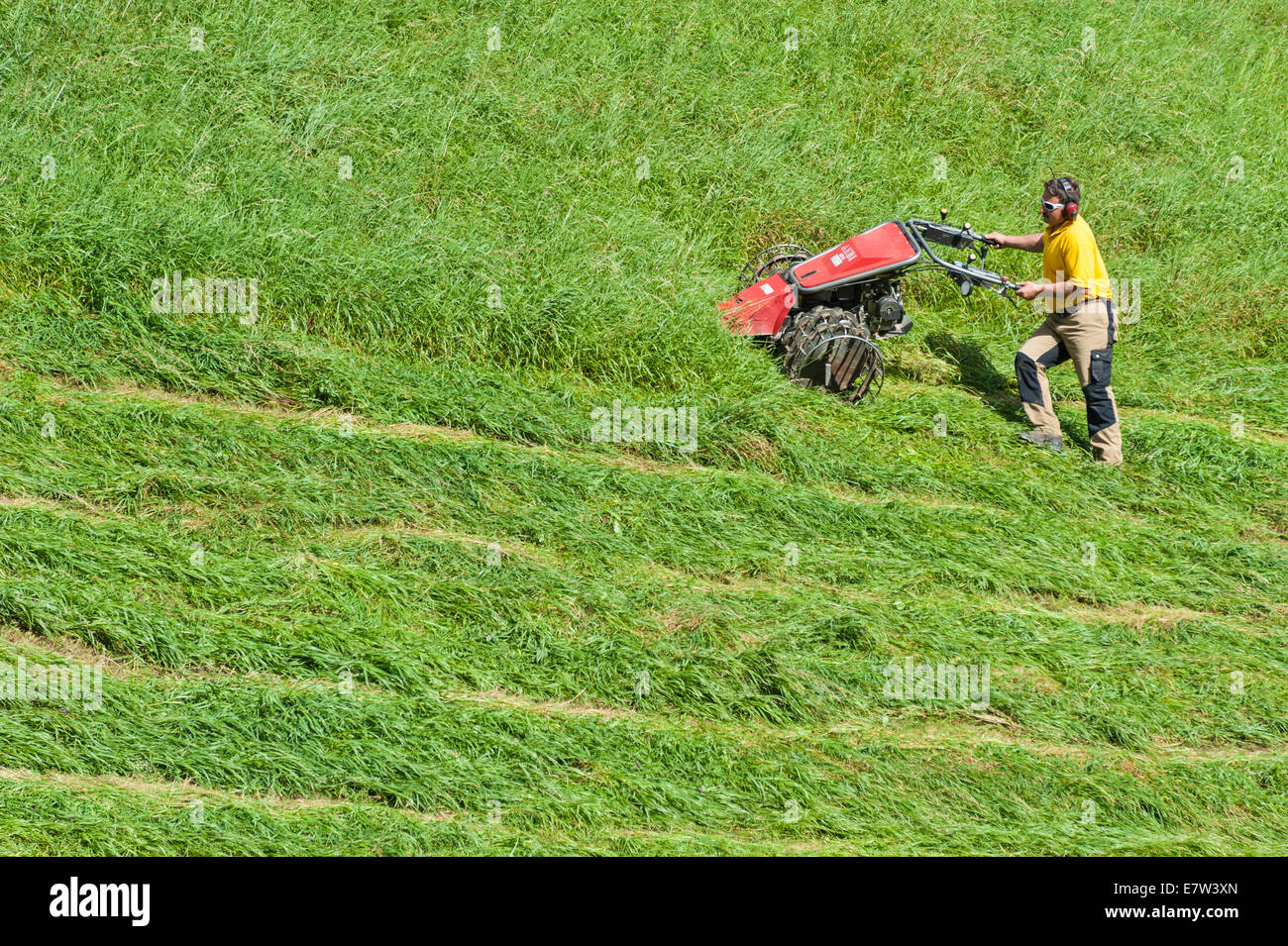 Un agricoltore svizzero il taglio di erba per fieno con un piccolo tosaerba meccanico in una ripida campo in pendenza Foto Stock