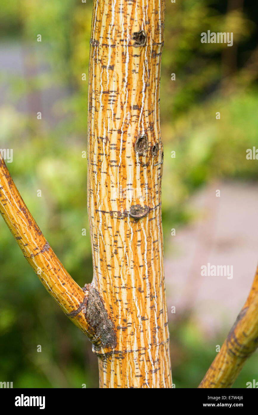 Acer pensylvanicum 'Erythrocladum' corteccia in autunno. Foto Stock