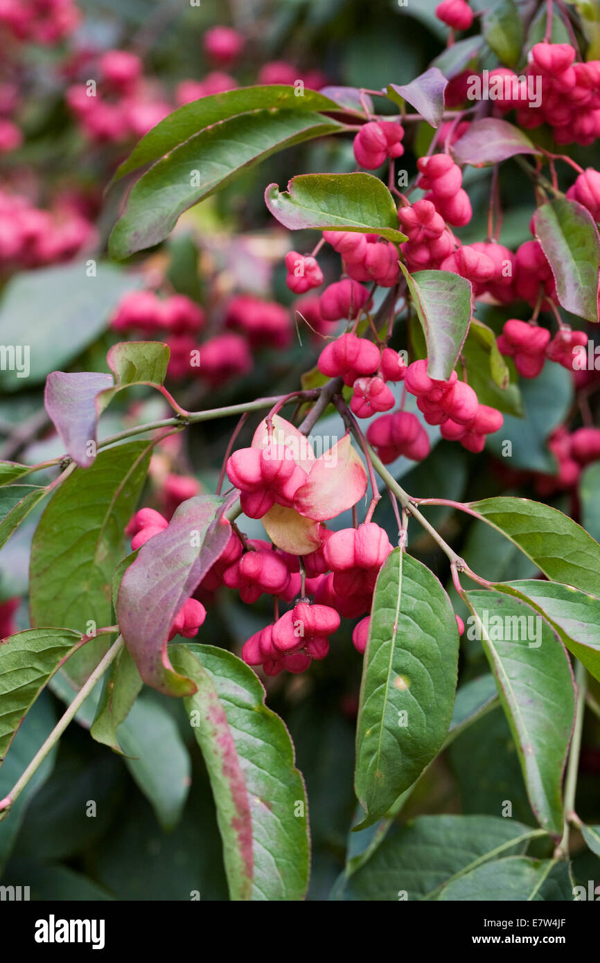 Euonymus europaeus. Frutto di un comune impianto di mandrino. Foto Stock