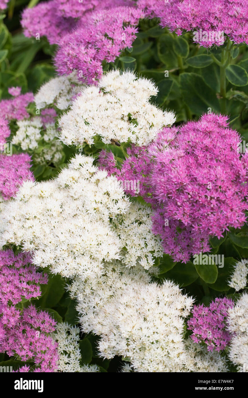 Hylotelephium 'Stardust'. Sedum spectabile 'Stardust' Fiori. Foto Stock