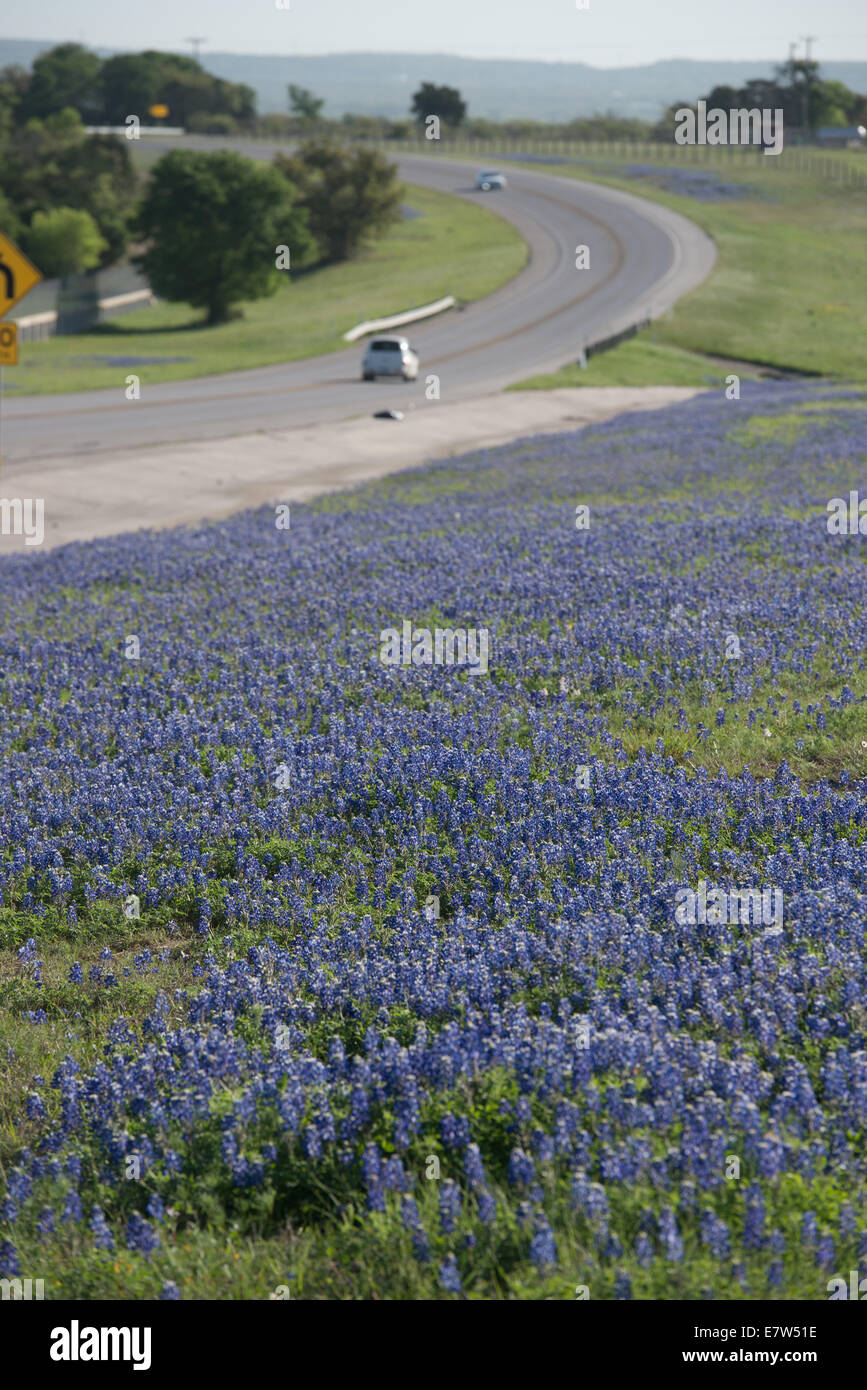 Wild bluebonnets blossom ciascuna molla lungo le banchine e terreni da pascolo per tutto il Texas. Foto Stock