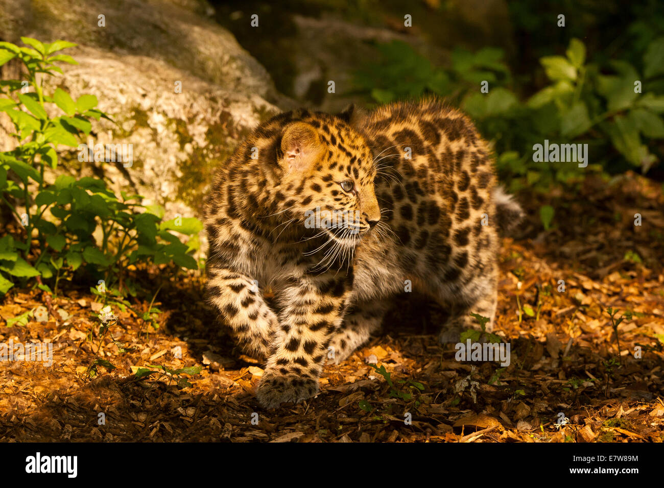 Estremamente raro leopardo di Amur Cub (Panthera Pardus orientalis) Passeggiate Foto Stock
