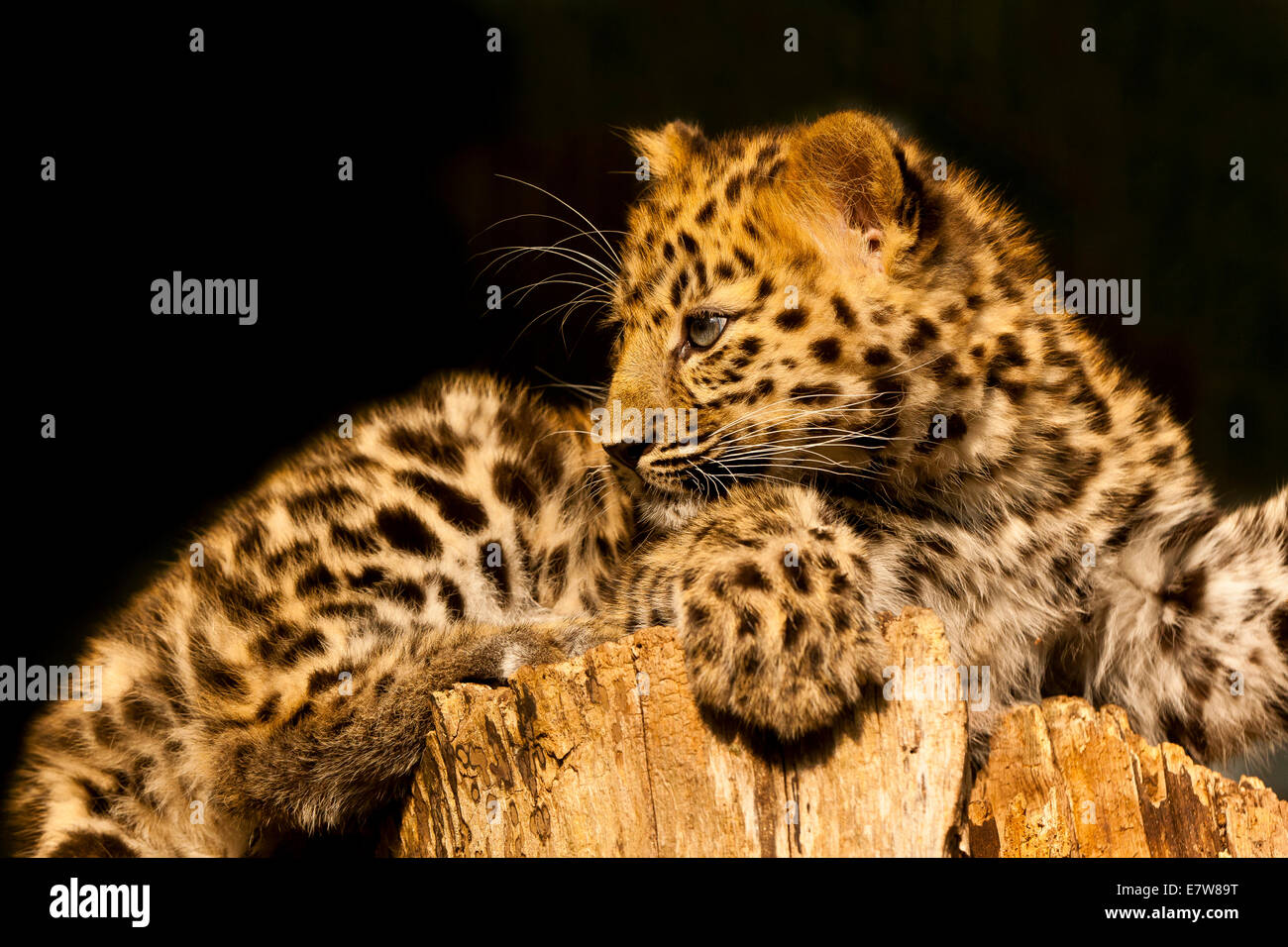 Estremamente raro leopardo di Amur Cub (Panthera Pardus orientalis) recante su roccia Foto Stock