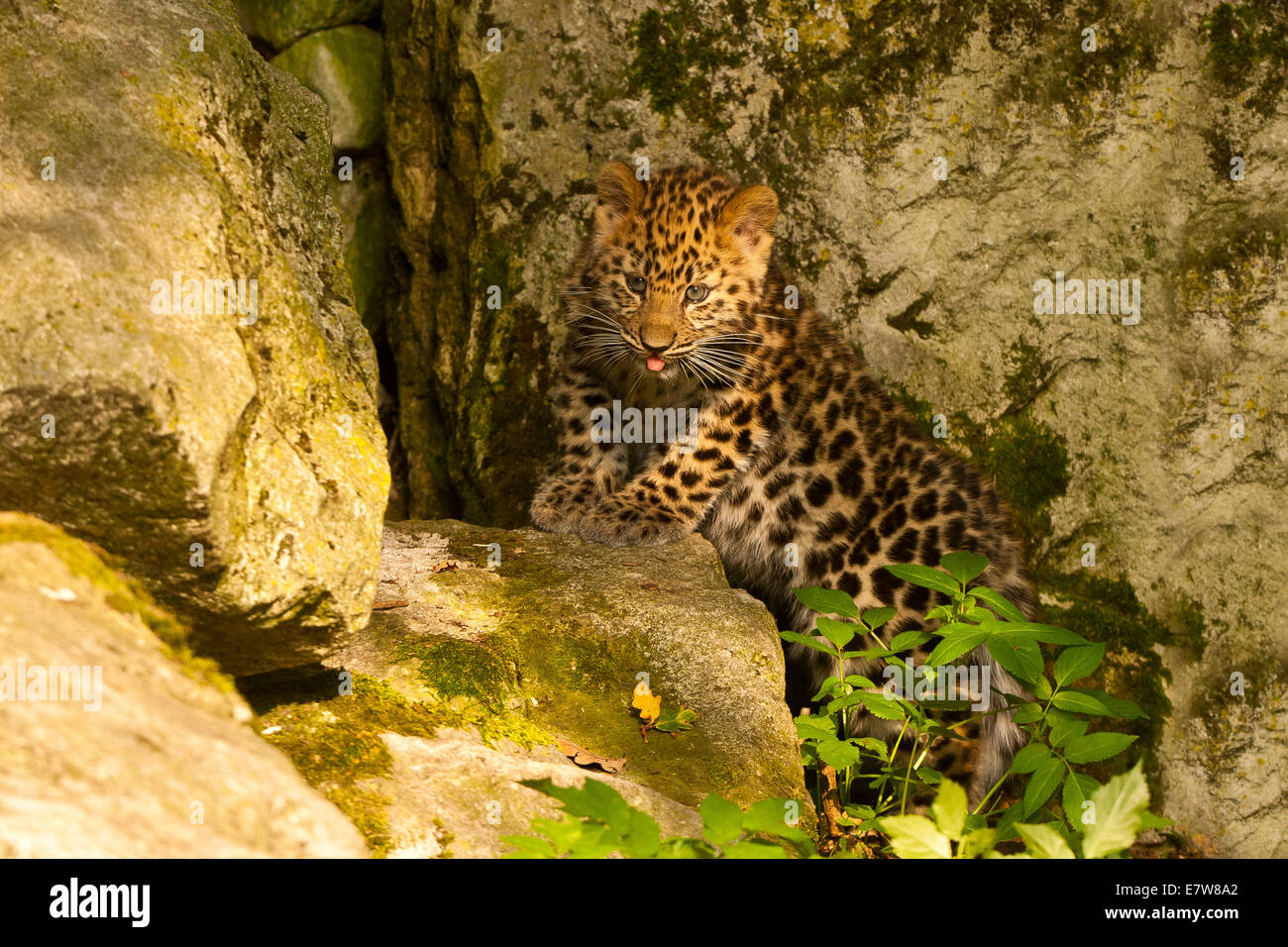 Estremamente raro leopardo di Amur Cub (Panthera Pardus orientalis) recante su roccia Foto Stock