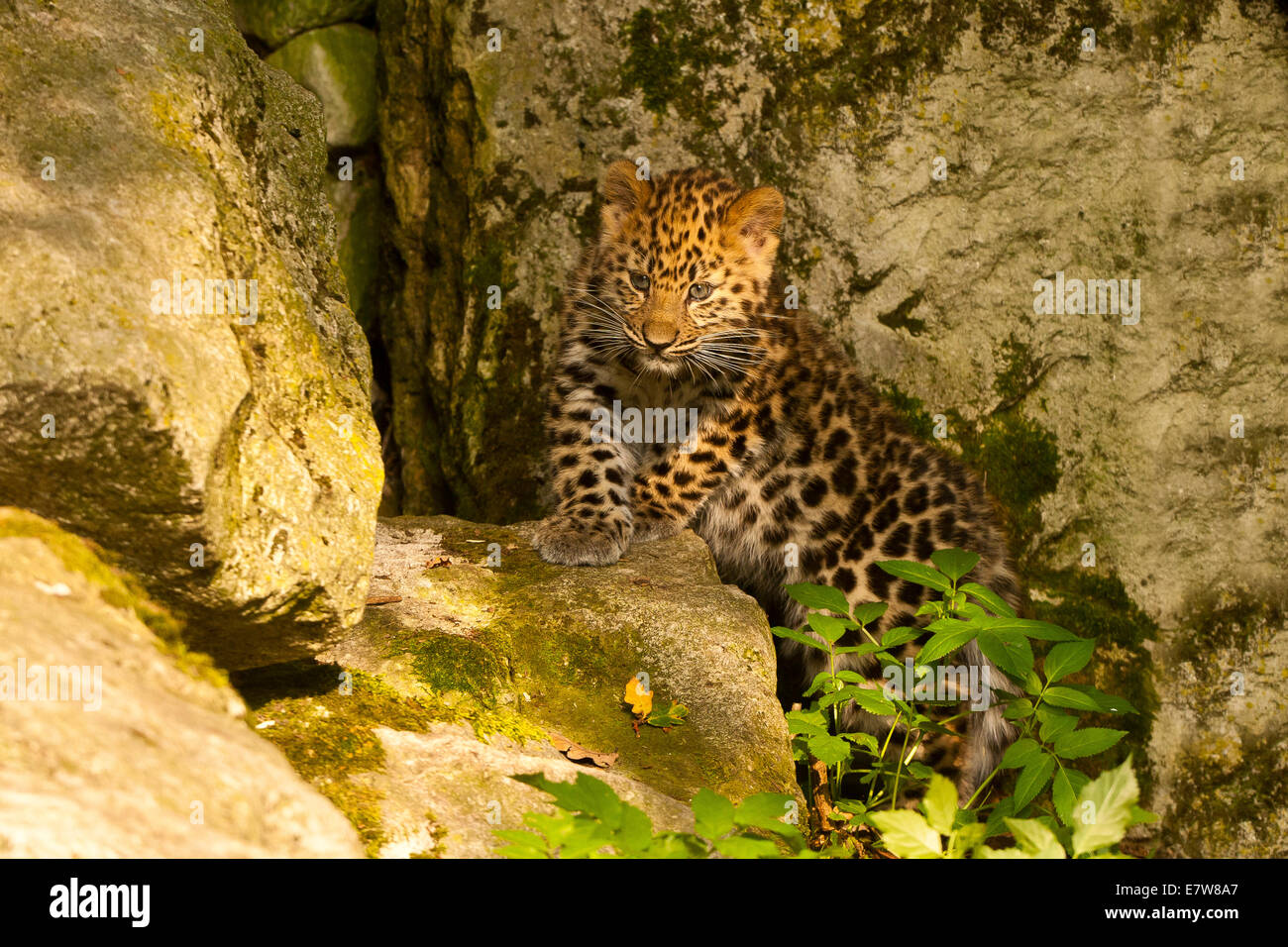 Estremamente raro leopardo di Amur Cub (Panthera Pardus orientalis) recante su roccia Foto Stock