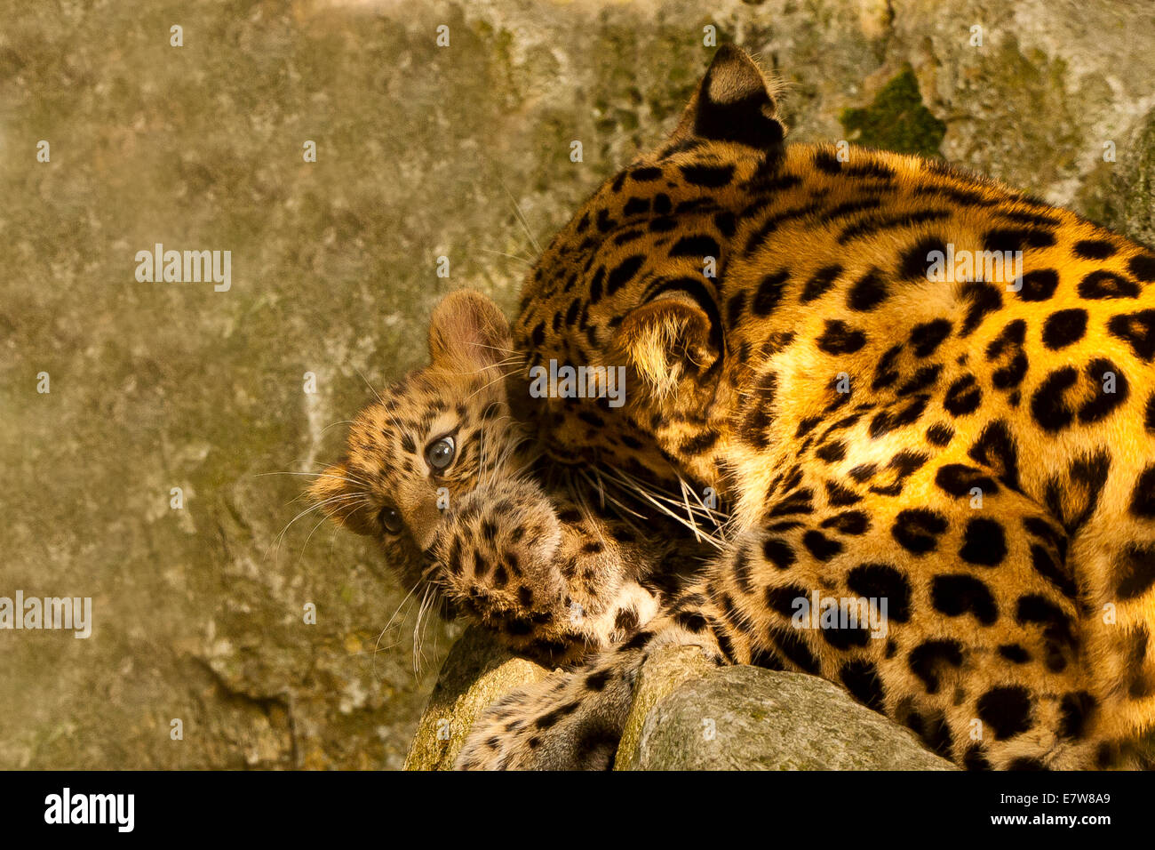 Estremamente raro leopardo di Amur Cub (Panthera Pardus orientalis) recante su roccia Foto Stock