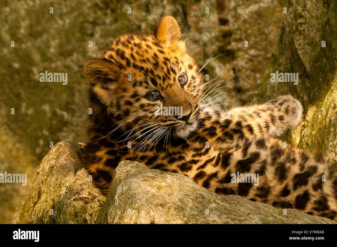 Estremamente raro leopardo di Amur Cub (Panthera Pardus orientalis) recante su roccia Foto Stock