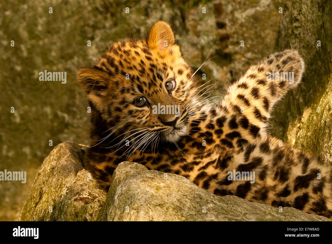 Estremamente raro leopardo di Amur Cub (Panthera Pardus orientalis) recante su roccia Foto Stock