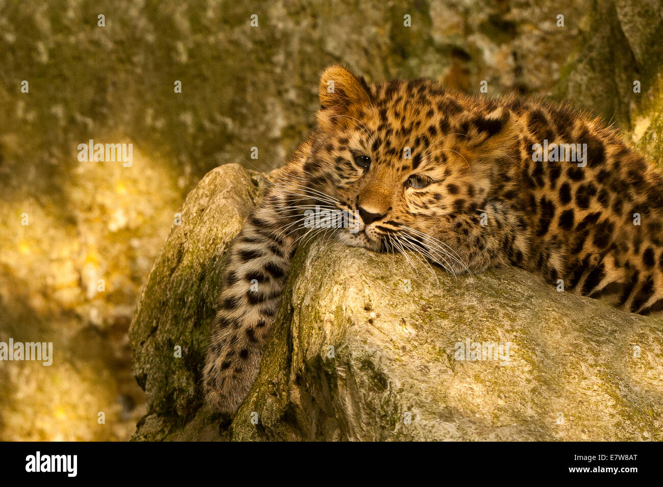 Estremamente raro leopardo di Amur Cub (Panthera Pardus orientalis) recante su roccia Foto Stock