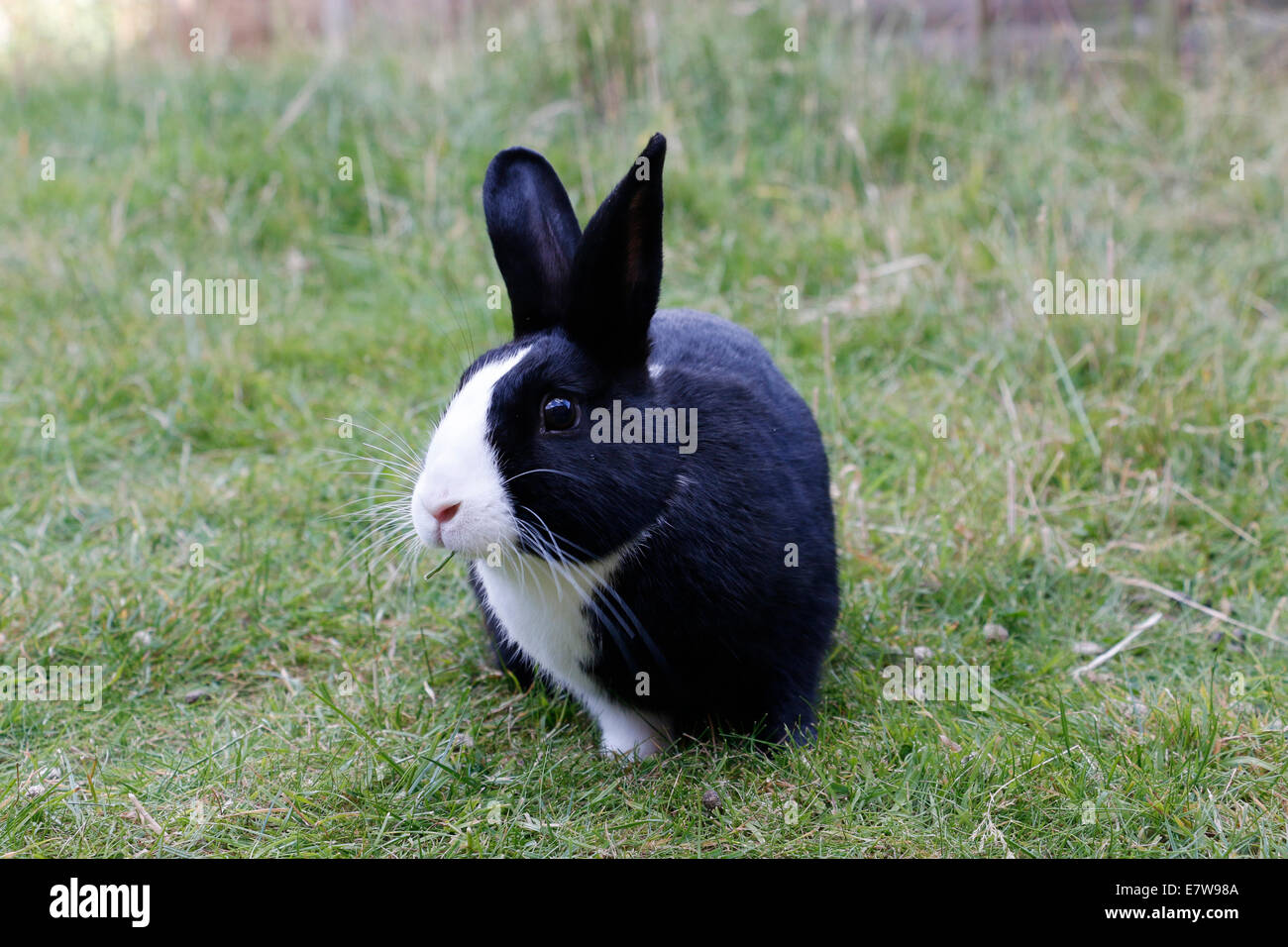 Pet nero coniglio con graziosi naso bianco Foto Stock