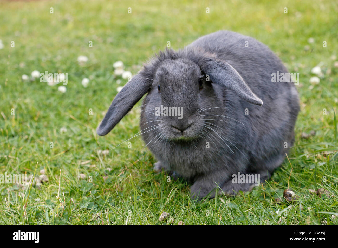 Grigio Lop eared coniglio su erba 141696 Rabbit Foto Stock