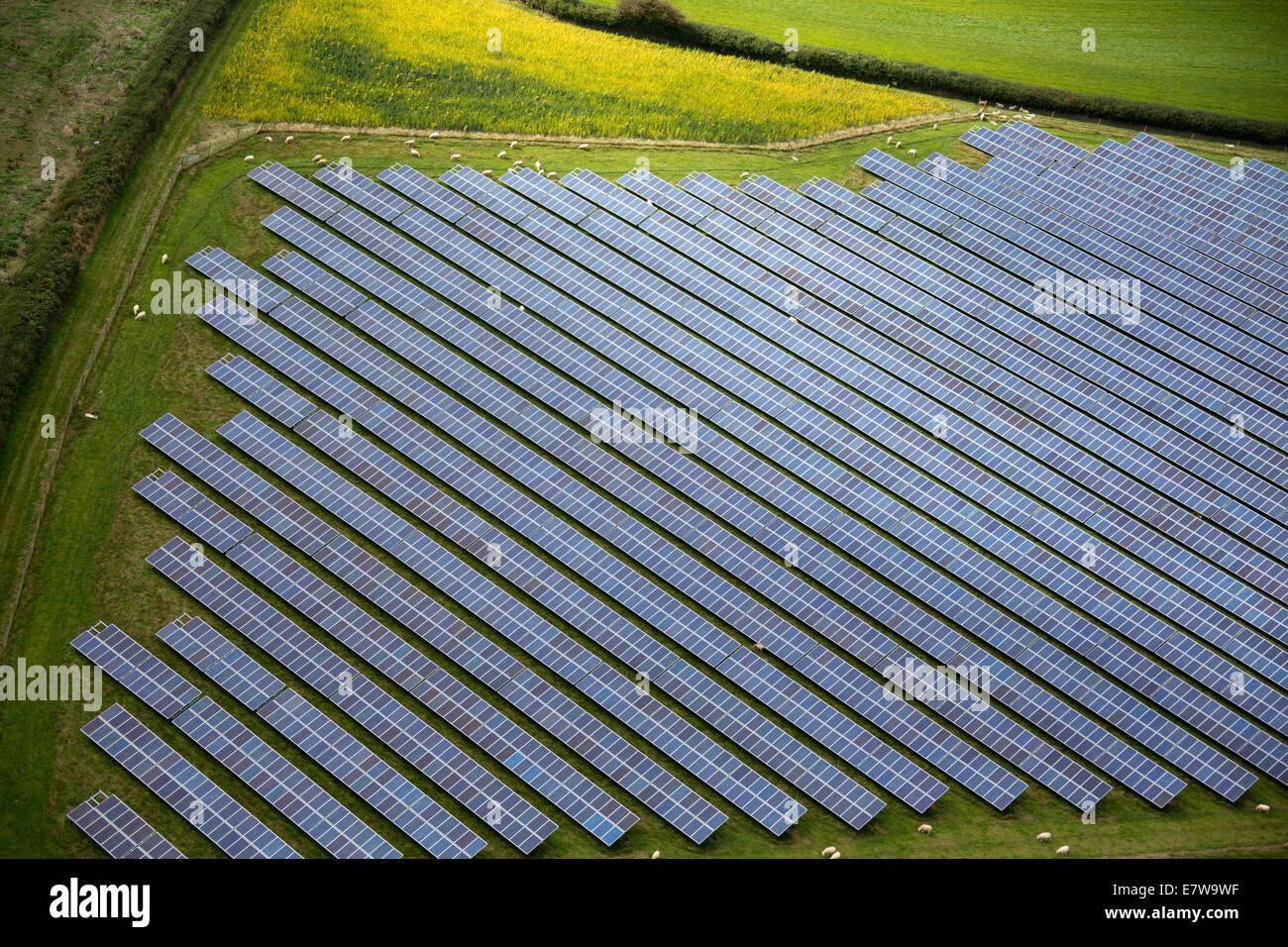 Vista aerea di energia rinnovabile pannelli solari, Solar PV fattoria con pecore al pascolo, vicino Haverfordwest Pembrokeshire Wales Foto Stock
