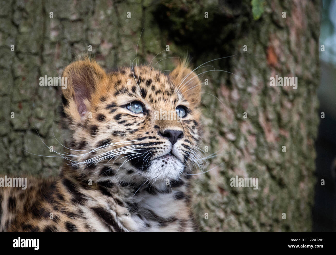 Femmina di Amur leopard cub cercando Foto Stock