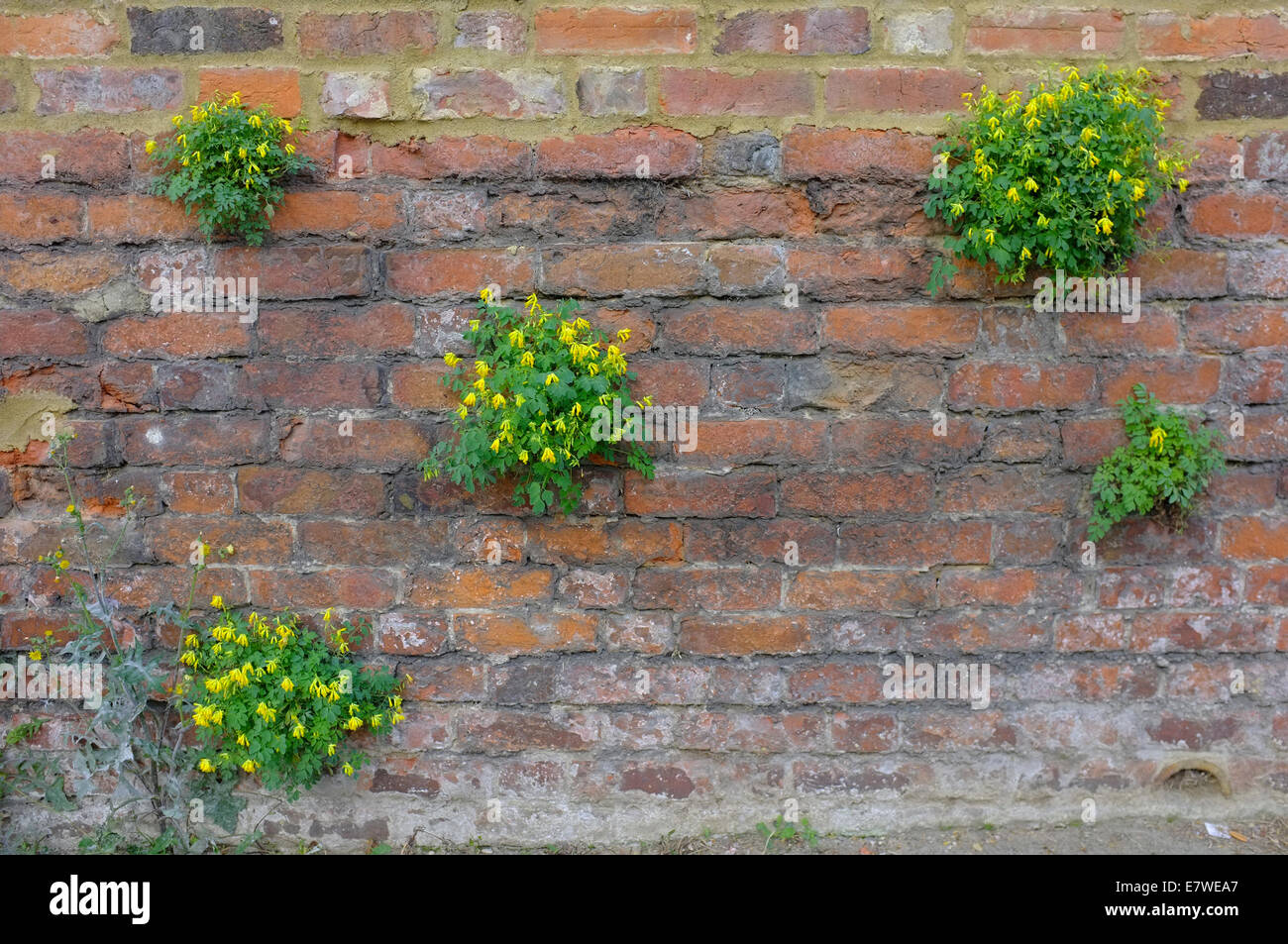Parete fiori che crescono nelle crepe di un muro di mattoni Foto Stock