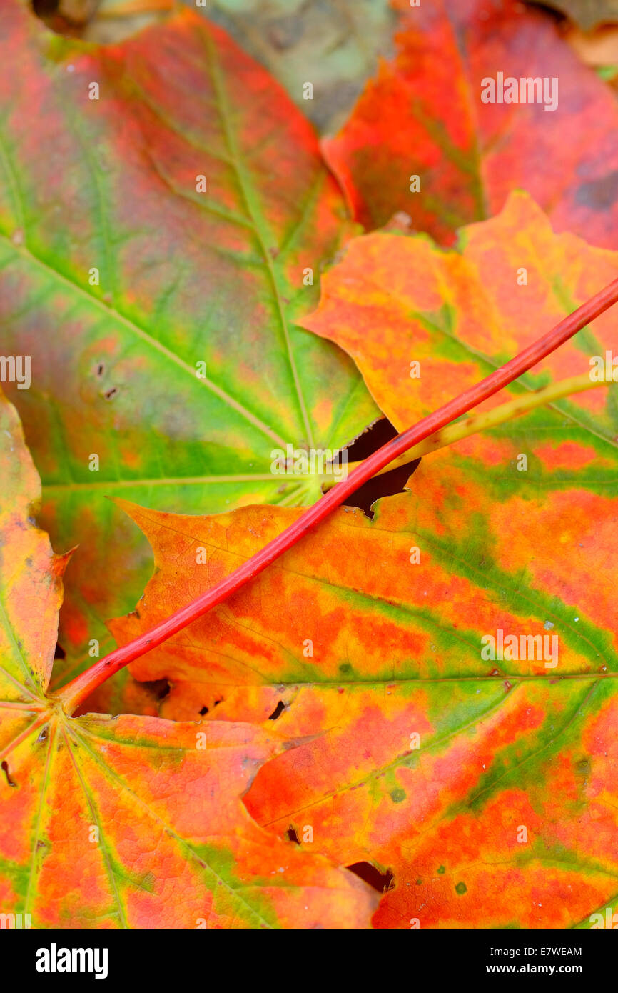 Colorato Foglie di autunno sul terreno Foto Stock