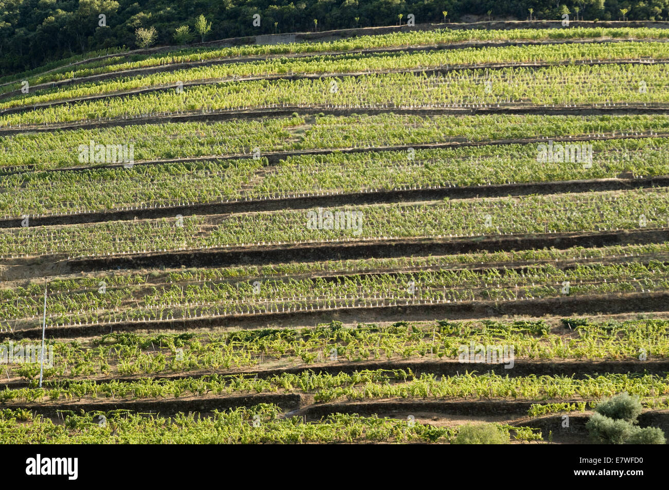 Quinta do Bonfim (Dow), la regione del Douro, Portogallo Foto Stock