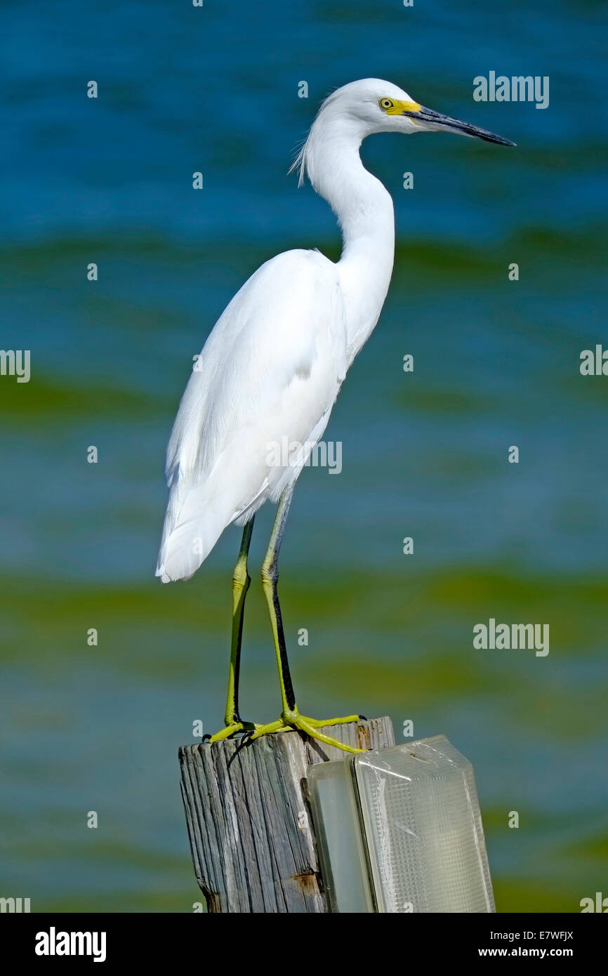 Snowy Garzetta pesca il golfo del Messico ad Anna Maria Island florida Foto Stock
