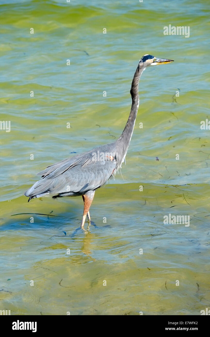 Airone blu la pesca nel golfo del Messico ad Anna Maria Island florida Foto Stock