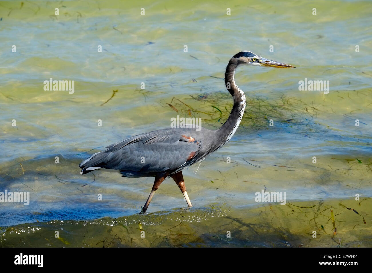 Airone blu la pesca nel golfo del Messico ad Anna Maria Island florida Foto Stock