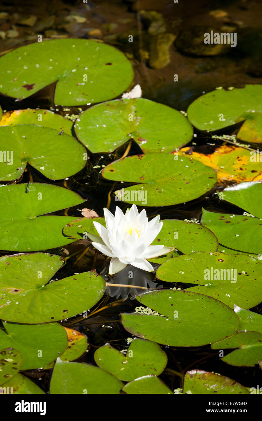 Americano bianco Ninfea Bianca (Nymphaea odorata) - USA Foto Stock