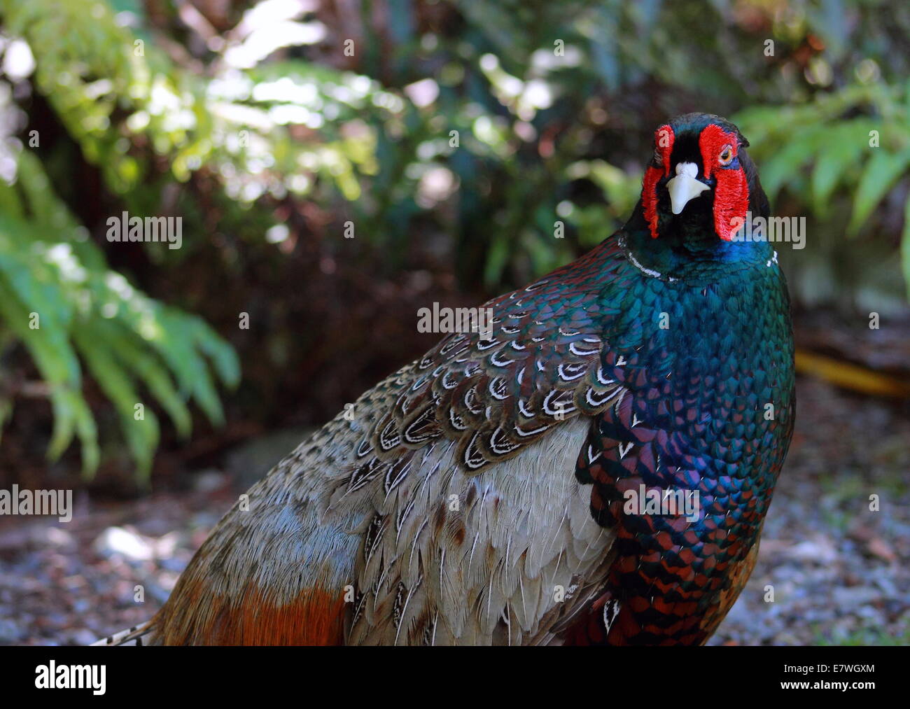 Fagiano (Phasianus colchicus) Foto Stock