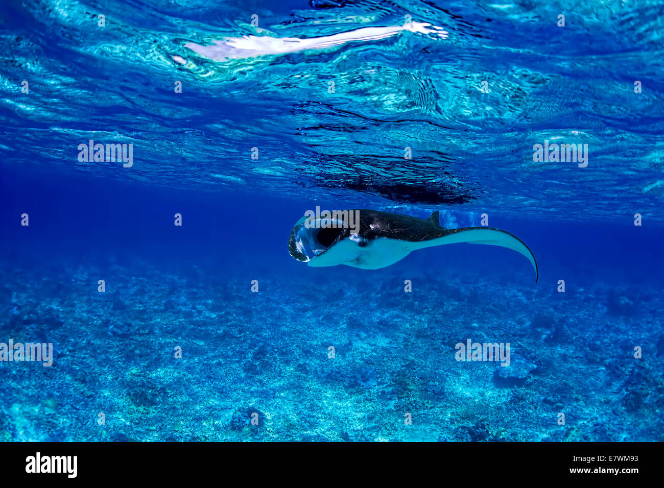 Manta Ray Foto Stock