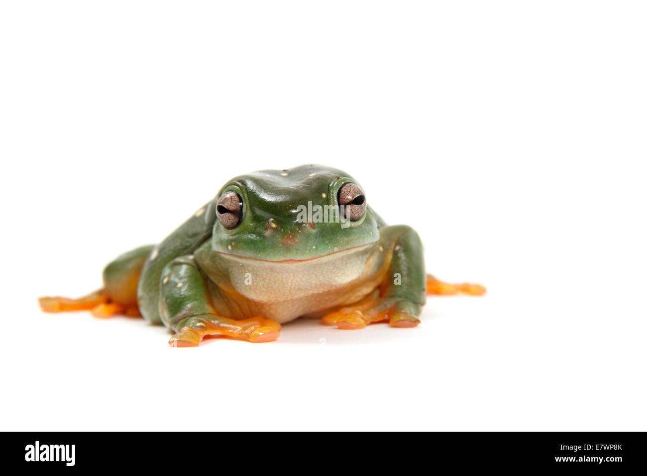Dolce ranocchio verde (Litoria gracilenta) Foto Stock