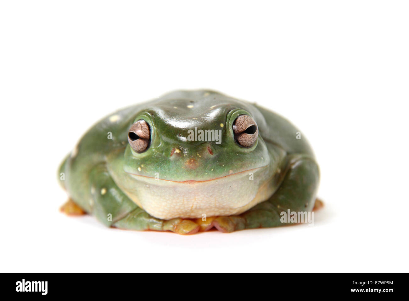 Australian ranocchio verde (Litoria caerulea) Foto Stock