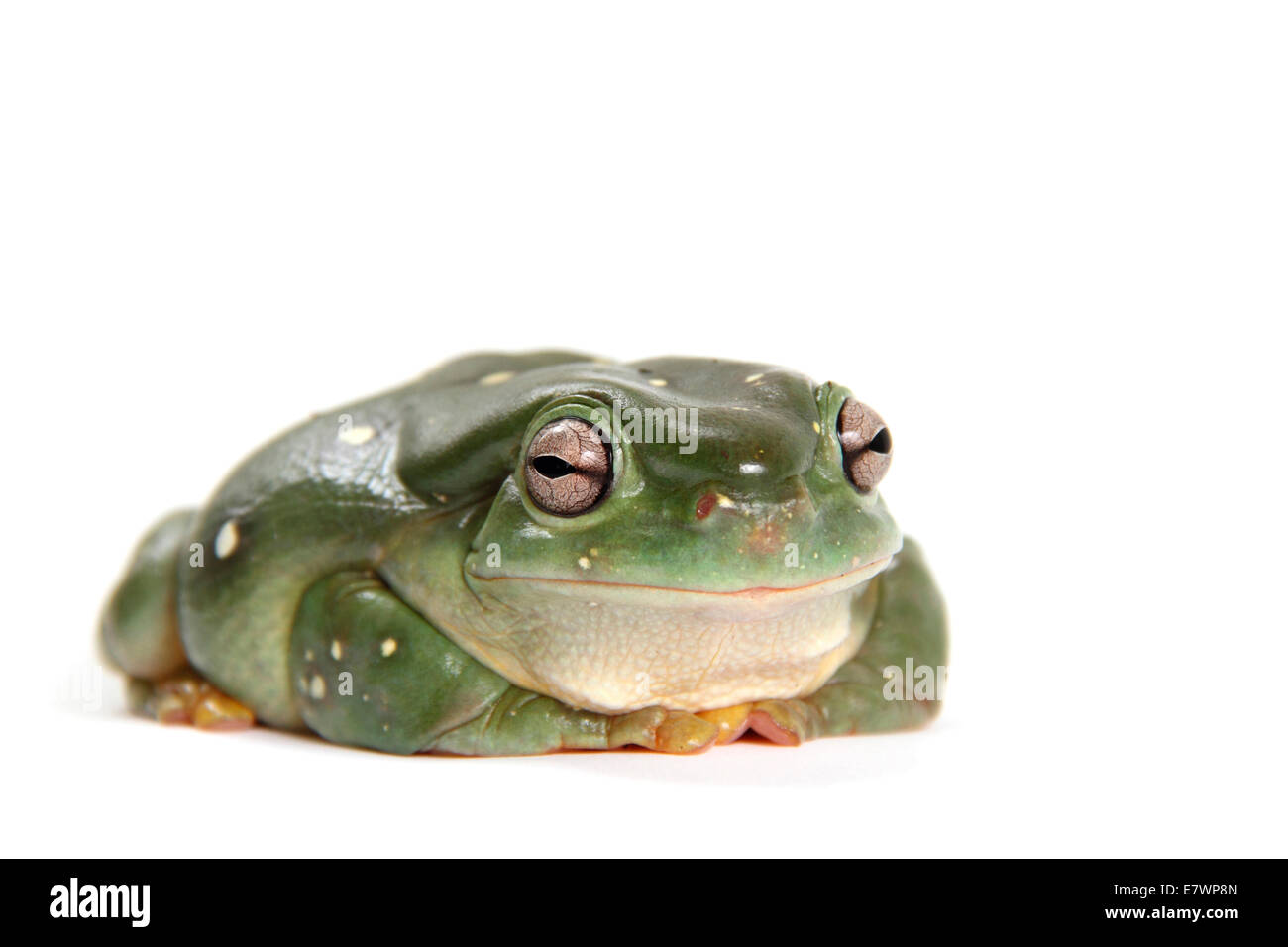 Australian ranocchio verde (Litoria caerulea) Foto Stock