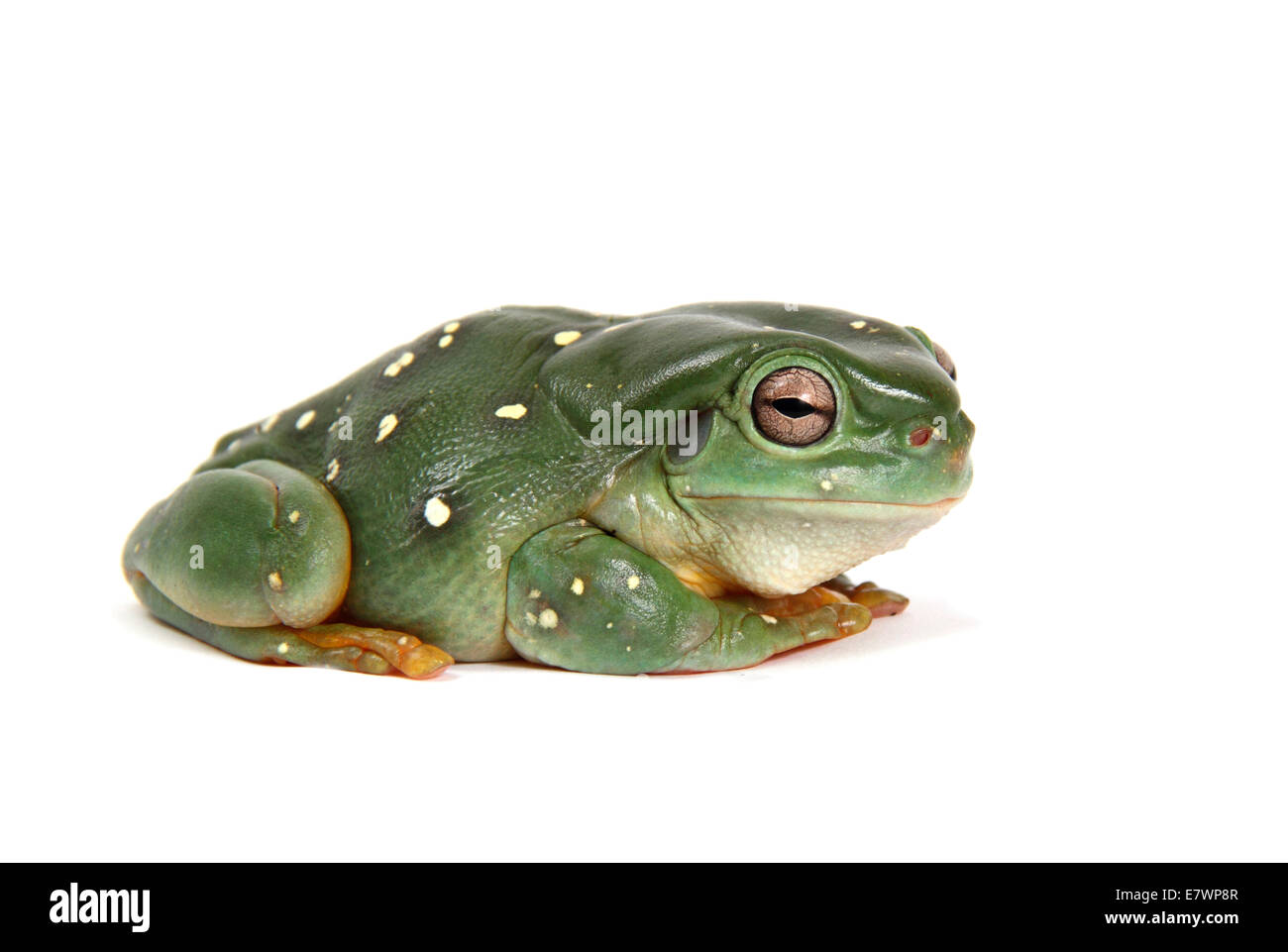 Australian ranocchio verde (Litoria caerulea) Foto Stock