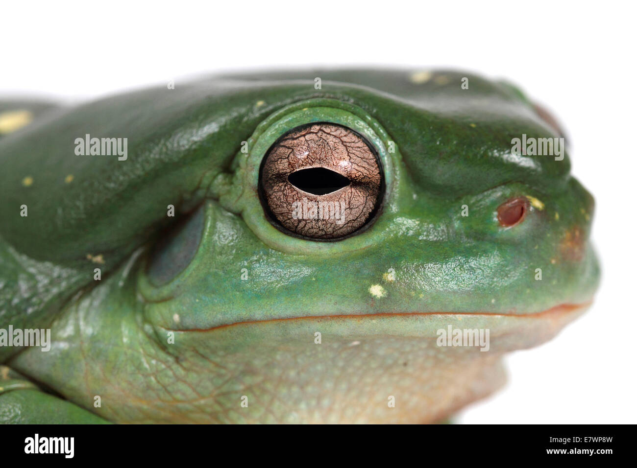Dolce ranocchio verde (Litoria gracilenta) Foto Stock