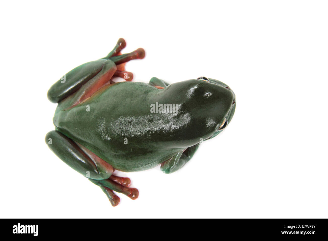Dolce ranocchio verde (Litoria gracilenta) Foto Stock
